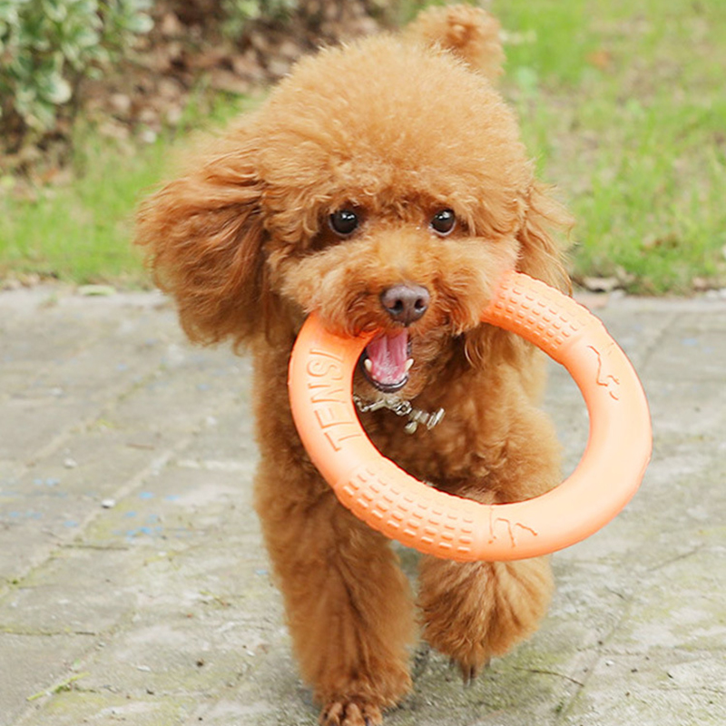 1 adet turuncu köpek oyuncakla - Suction Cup Dog Tug Toy incelemesi ve fiyatı
