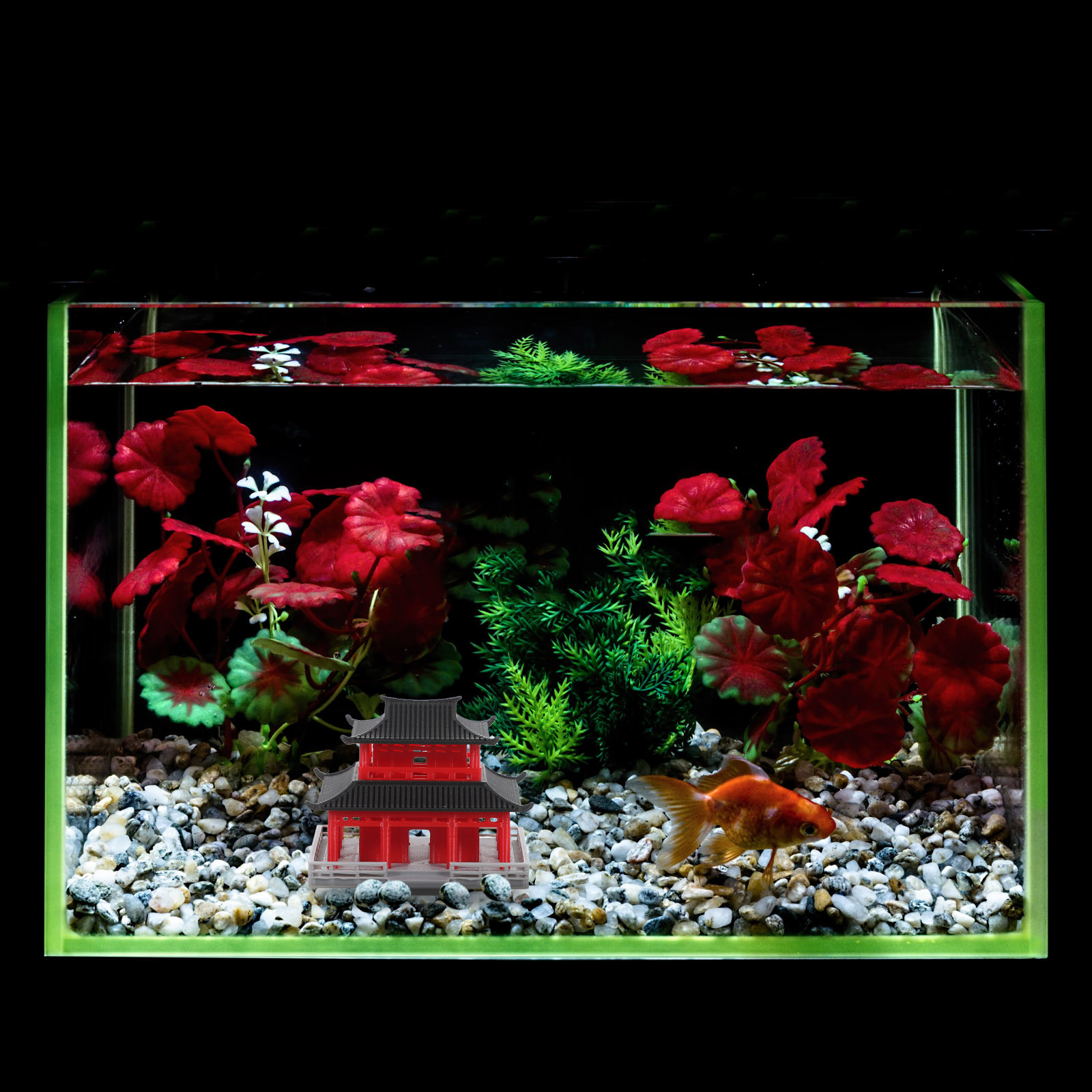 Çin Antik Pavilyonu, Siyah ve  - Aquarium incelemesi ve fiyatı