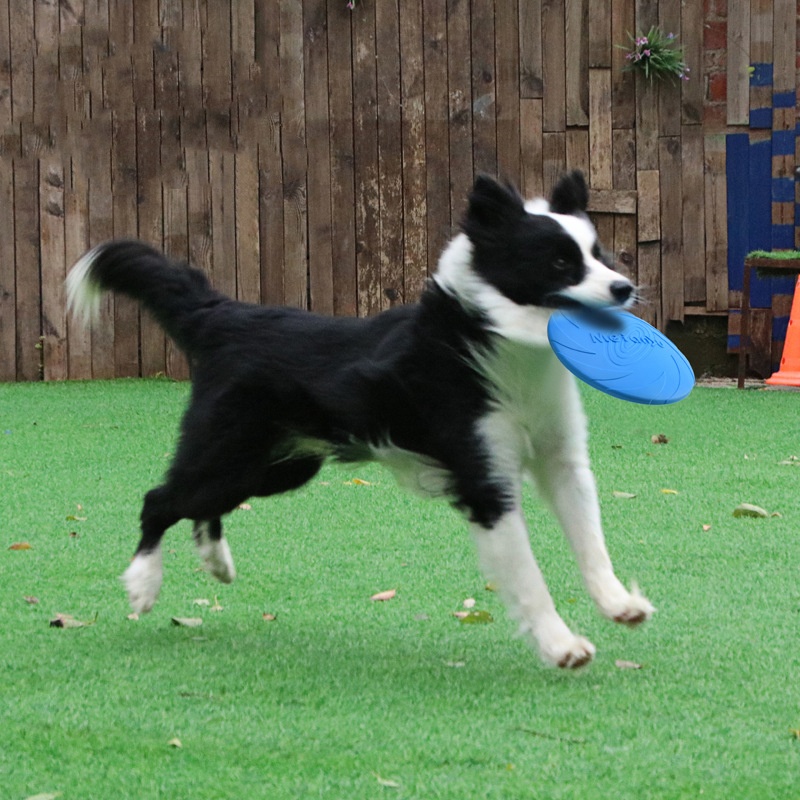 Isırmaya dayanıklı uçan disk o - Flying Disc Dog Training Toy incelemesi ve fiyatı