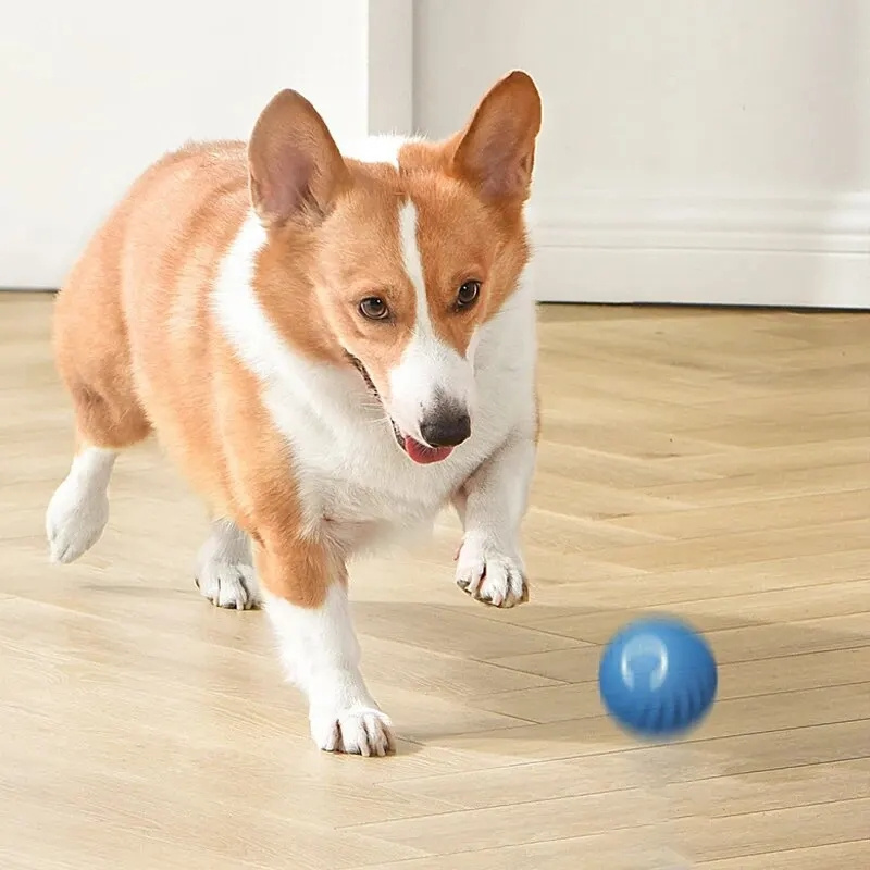 USB Şarjlı Otomatik Zıplayan H - Automatic Moving Dog Ball incelemesi ve fiyatı