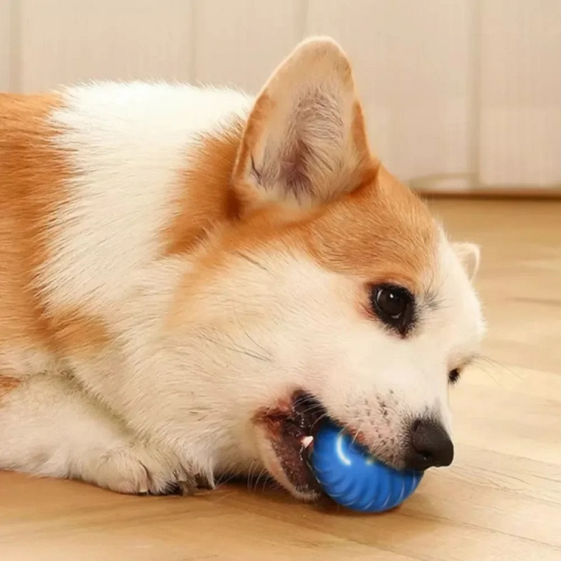 Köpek Oyuncak Topu Otomatik Ha - Suction Cup Dog Tug Toy incelemesi ve fiyatı