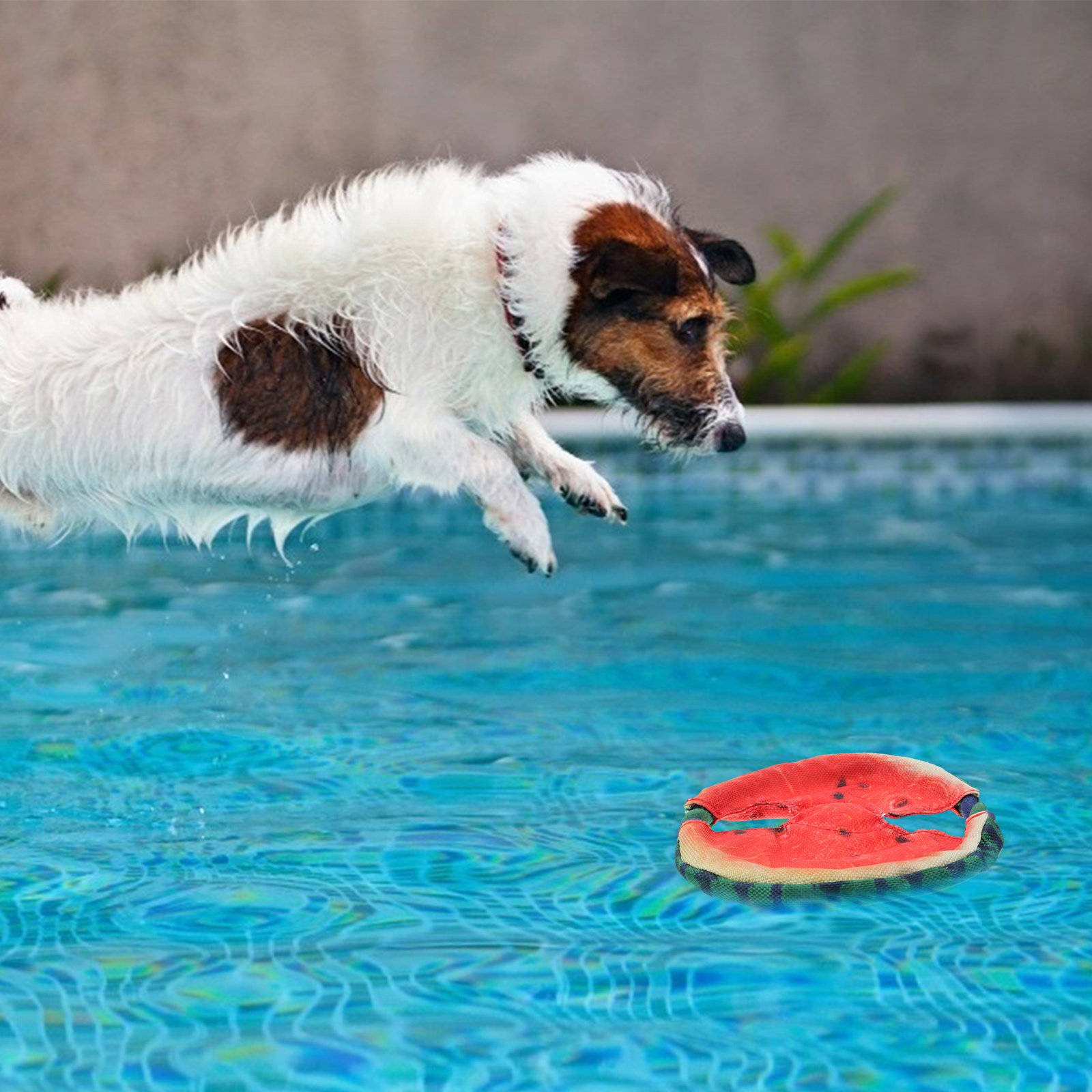 1 Adet Evcil Hayvanlar İçin Si - Flying Disc Dog Training Toy incelemesi ve fiyatı